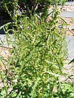 Rumex Crispus, fam. Polygonacees (3) (Photo F. Mrugala)